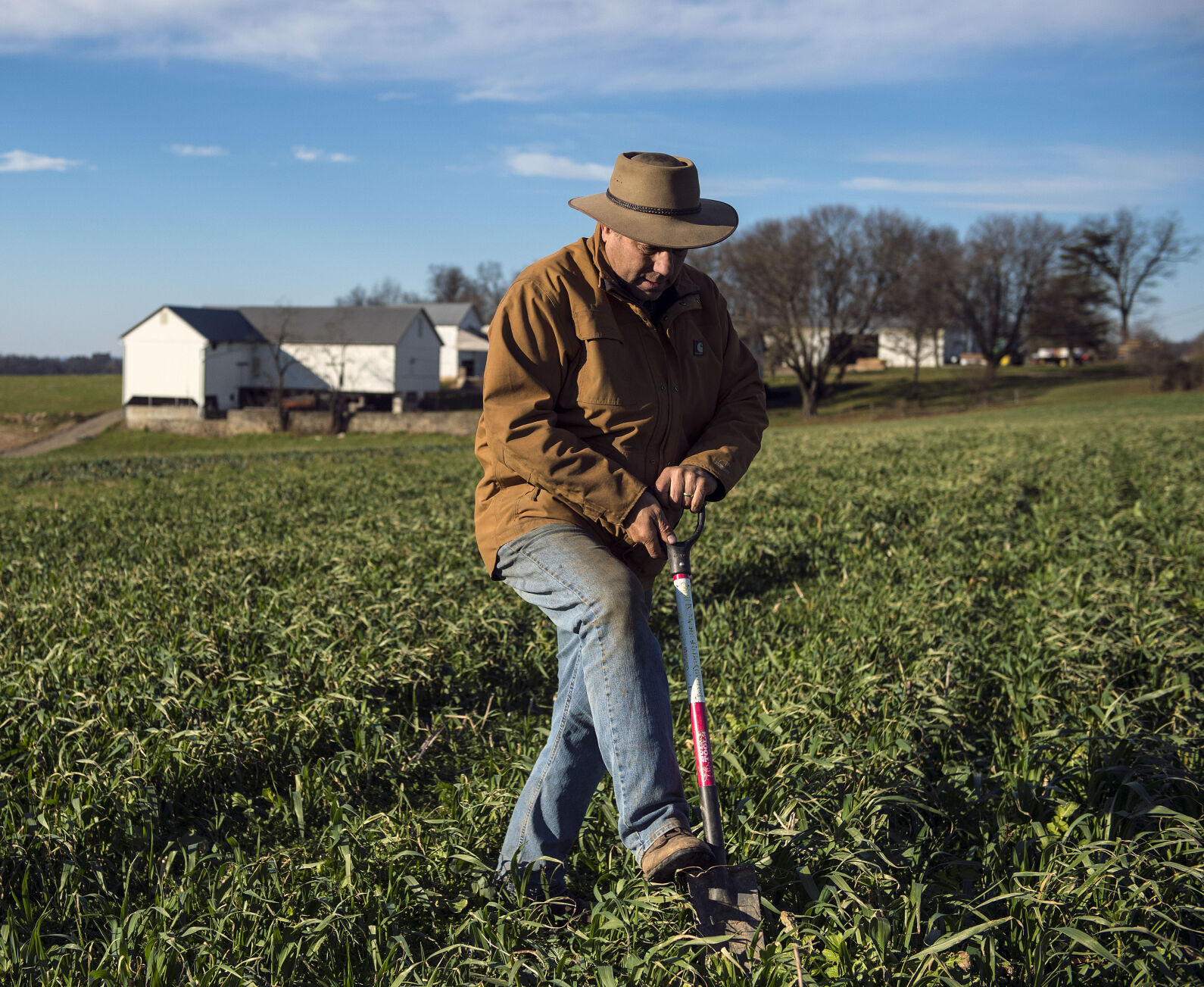 Cover Crops at the Groff farm in Martic Twp.